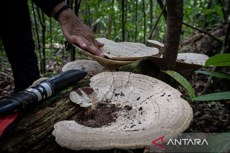 Hutan Hujan Tropis di Geopark Meratus