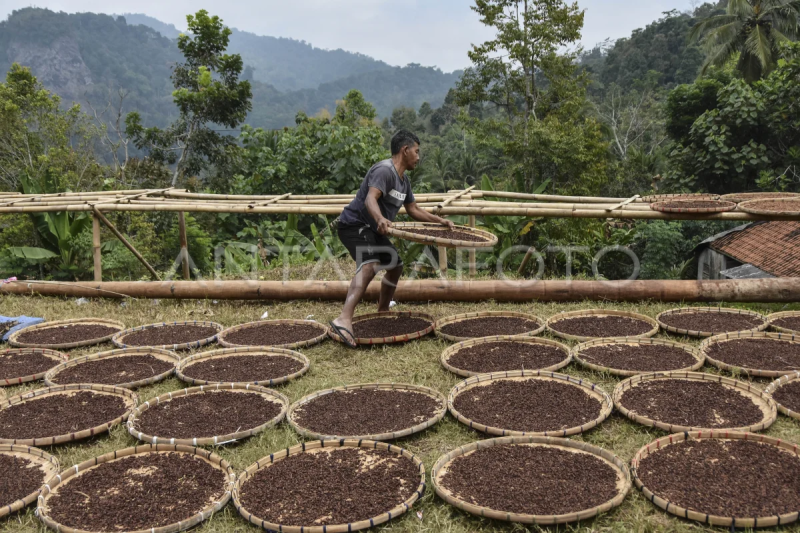 Omset petani cengkeh di Kabupaten Tasikmalaya