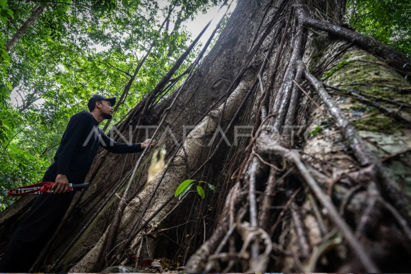 Pesona Hutan Hujan Tropis di Geopark Meratus