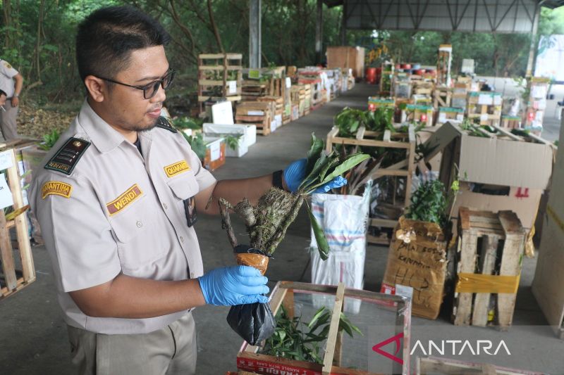 Barantin pastikan 4.000 lebih tanaman herbal telah lewati karantina