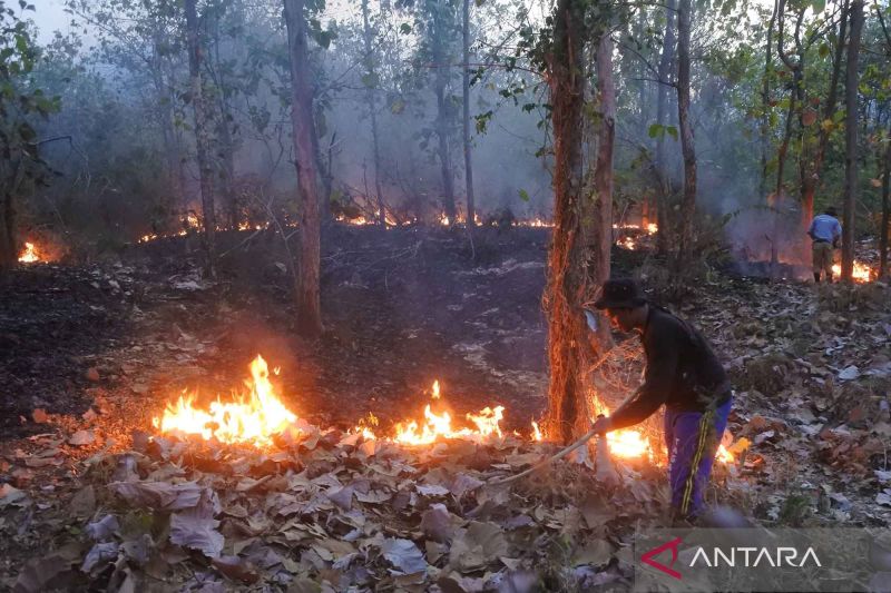 Hutan jati Perhutani di Situbondo terbakar