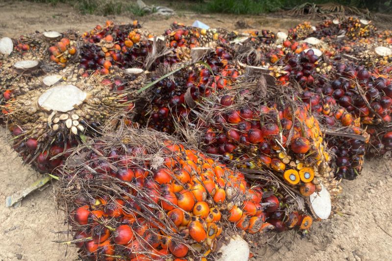 Bupati Belitung Timur berharap ada lembaga khusus yang tangani sawit