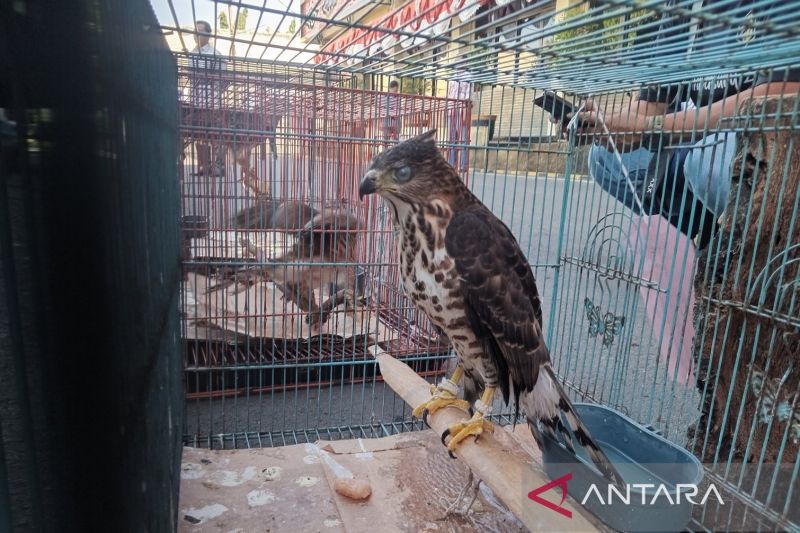 BKSDA Cirebon evakuasi 59 satwa liar guna dilepaskan ke habitat alami