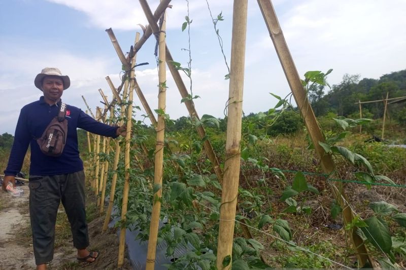 PT Timah mengembangkan agroforestri di bekas tambang 