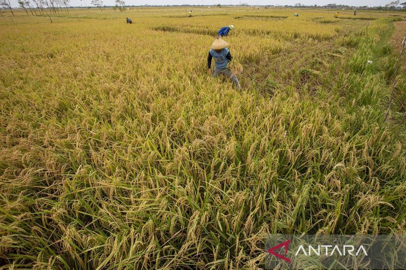 Bulog targetkan 1,2 juta ton beras impor tiba sebelum Desember