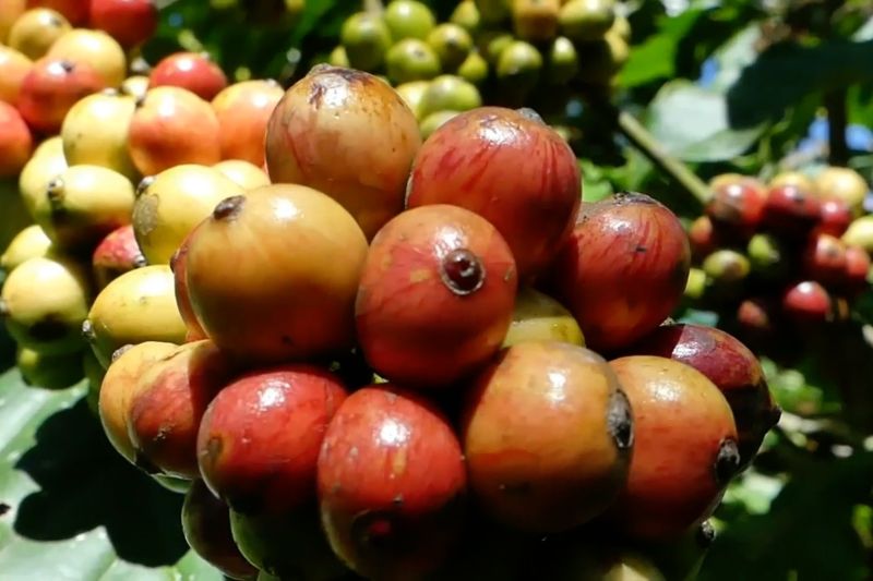 Harga jual kopi naik 100 persen, petani diminta lakukan petik merah