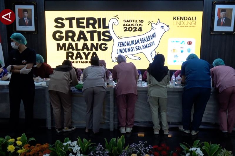 Tekan populasi dan penyiksaan, Kota Malang sterilisasi kucing gratis