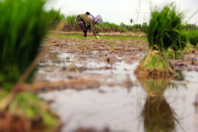 Pemprov Sumut: Optimalisasi lahan rawauntuk padi capai 4.500 hektare 