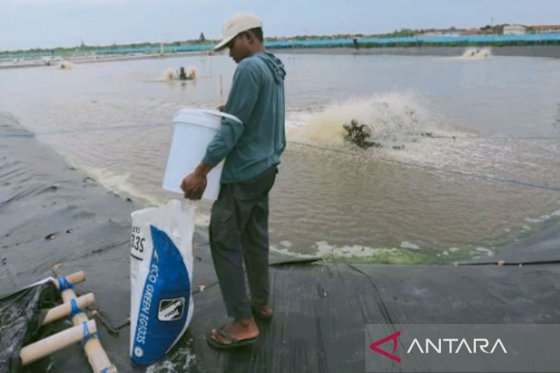 Bupati Karawang minta pemerintah pusat beri pupuk subsidi ke petambak