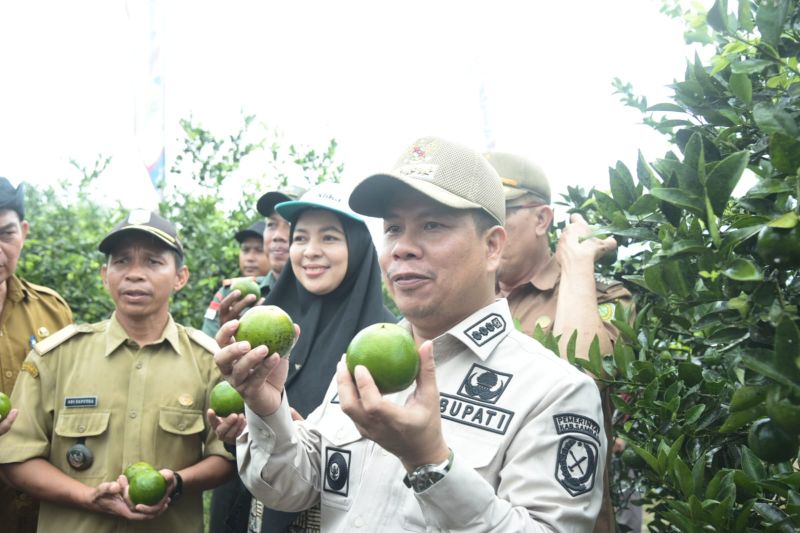 Sambas budidaya jerukdengan teknologi Moraga berbuah sepanjang tahun