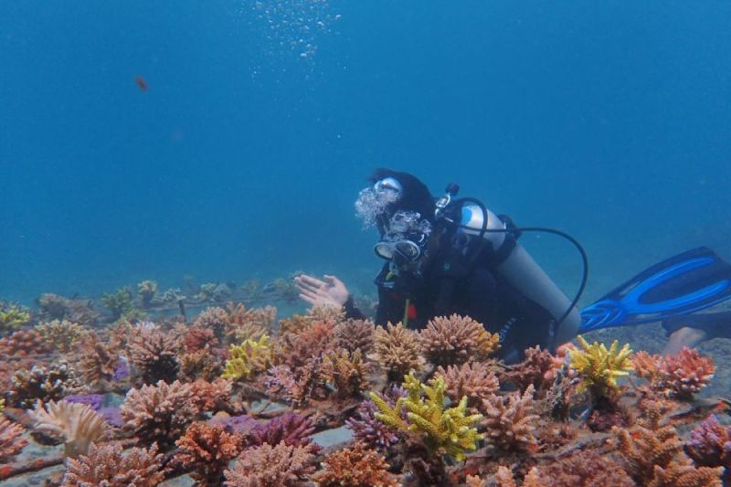 PLN IP lakukan aksi pemulihan terumbu karang di Taman Laut Pandanan