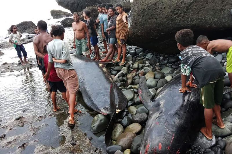 Pemerintah, polisi, masyarakat kubur 17 ekor paus yang mati terdampar