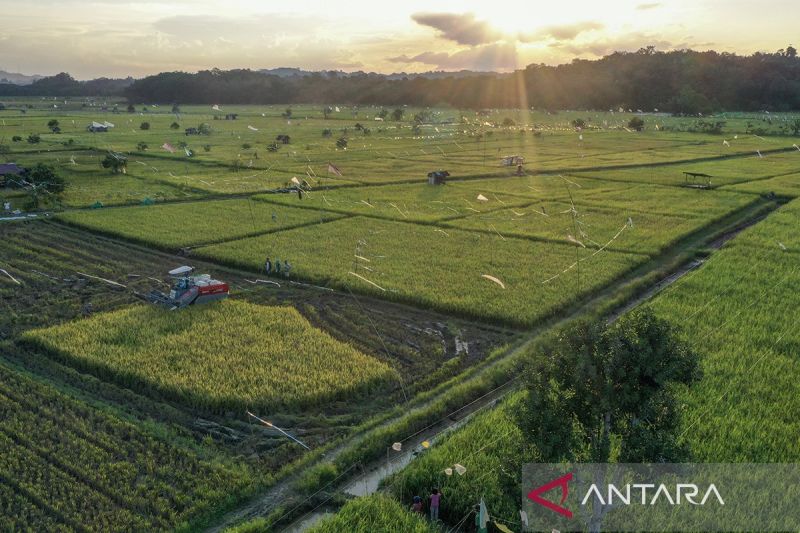 menata-peran-strategis-instrumen-pangan-negara