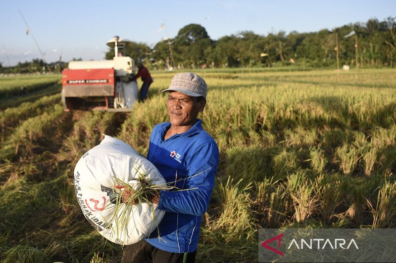 Kementan antisipasi ancaman darurat pangan dengan perluasan lahan pertanian