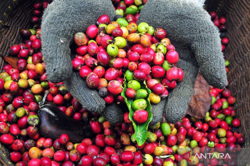 panen-kopi-muria-di-kudus