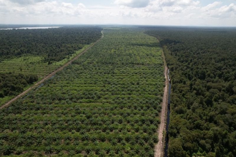 dukungan-sosial-kunci-keberhasilan-perkebunan-sawit-di-lahan-gambut