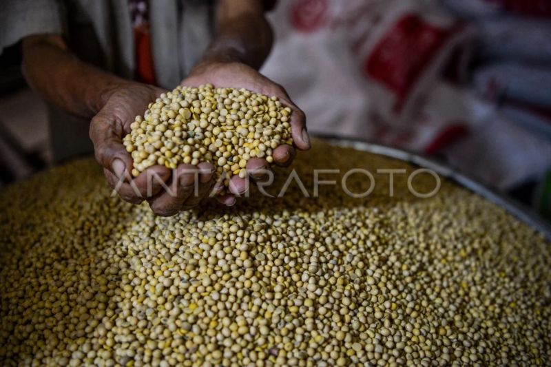 Bapanas bantu distribusikan kedelai petani agar terserap pasar