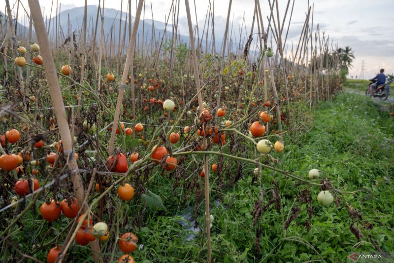 BRIN kembangkan biopestisida ramah lingkungan dukung hortikultura