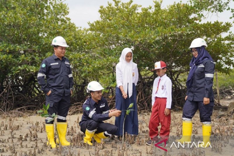 Mitigasi iklim. PT Timah targetkan tanam 45.000 mangrove tahun ini