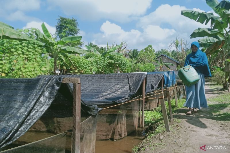 Pembudi daya ikan putus ketergantungan pada pakan pabrik 