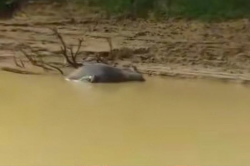 Puluhan kerbau mati ditemukan di Sungai Kampar, PKH Riau investigasi