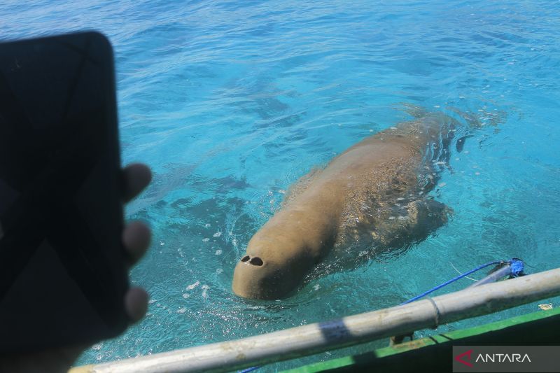 Wisata melihat Dugong di Alor