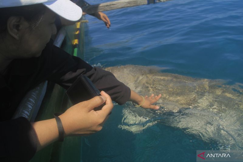 Wisata melihat Dugong di Alor