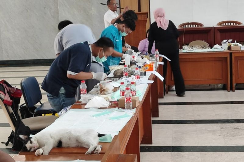 Jaksel sterilisasi kucing lokal demi tekan perkembangbiakan hewan liar