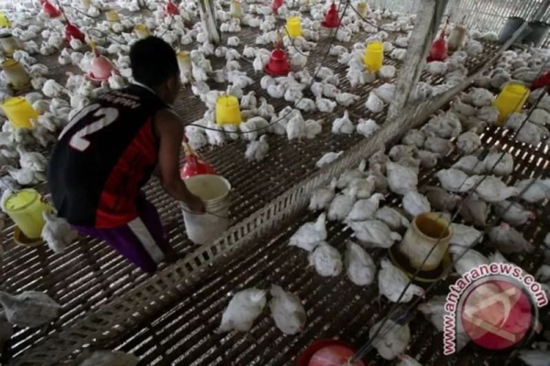 Mahasiswa UGM ciptakan alat pengatur suhu kandang ayam berbasis IoT