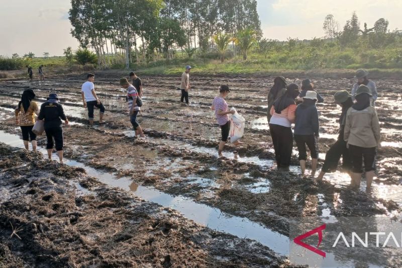 Kementan gandeng mahasiswa kembangkan pertanian lahan rawa