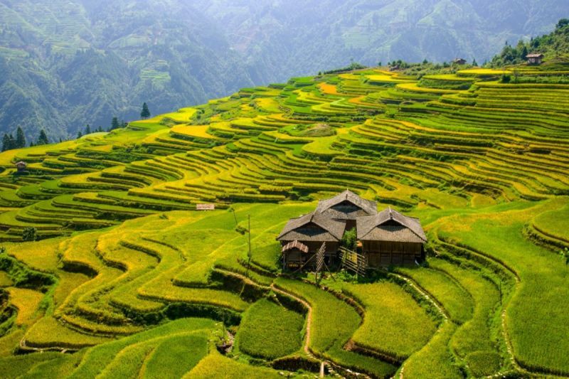 Ekosistem Padi-Ikan-Bebek yang Masuk Daftar UNESCO Bermanfaat bagi Guizhou di China Barat Daya