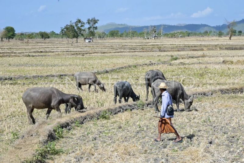 Lahan pertanian seluas 10 ribu hektare terdampak kekeringan di NTB 