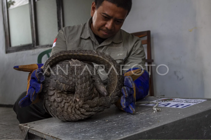 Penyelamatan trenggiling hasil serahan warga