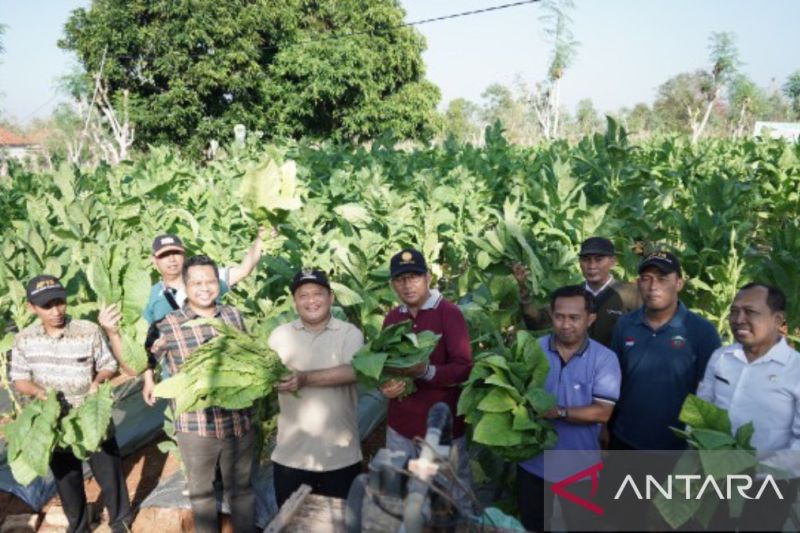 pj-bupati-sampang-sebut-tembakau-siap-dongkrak-ekonomi-lokal