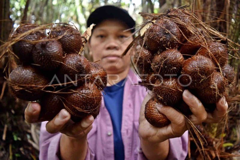 fao-tetapkan-agroforestri-salak-indonesia-warisan-pertanian-dunia