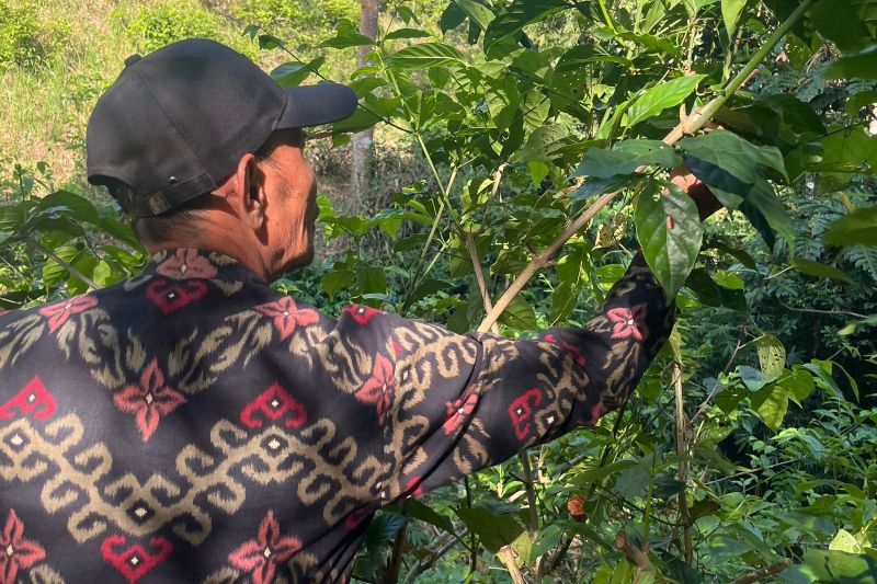 Kemenkop UKM: Koperasi di Sumbar dongkrak ekspor gambir Indonesia