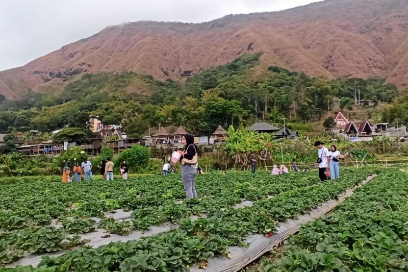 wisata-stroberi-di-kaki-gunung-rinjani-tetap-ramai-pengunjung