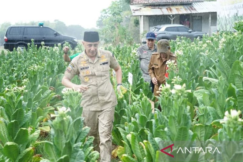 Pemprov Jatim targetkan Bangkalan jadi sentra baru tembakau Madura 