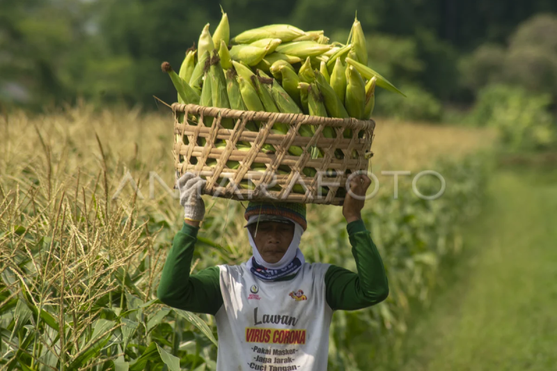 Harga jagung manis di Boyolali turun