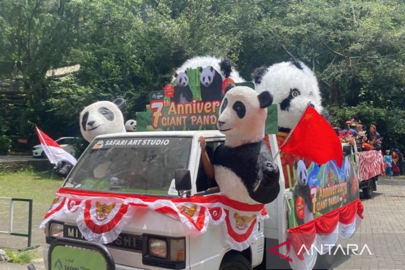 Taman Safari Bogor merayakan 7 tahun kedatangan panda raksasa