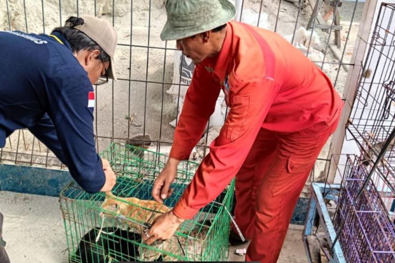 Kepulauan Seribu tekan potensi penularan rabies melalui vaksinasi