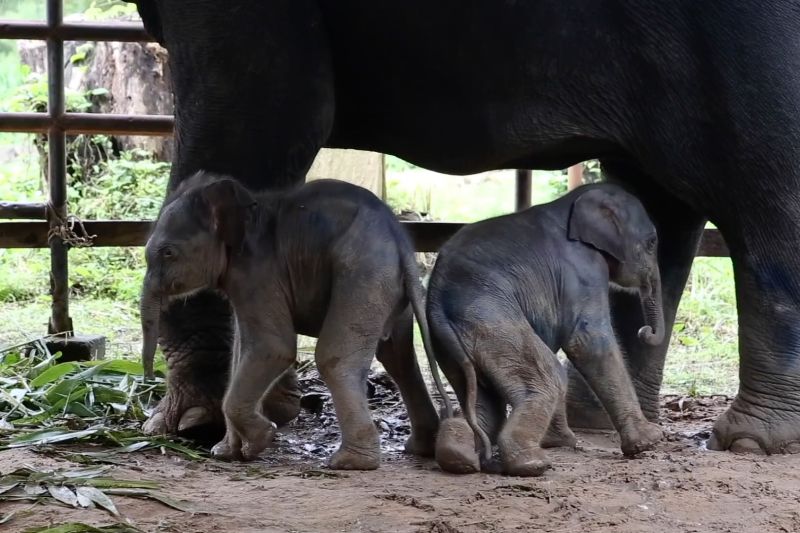 Gajah kembar langka lahir di Myanmar selatan