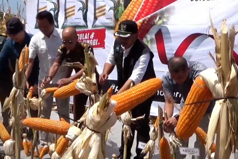 Panen raya, capaian produksi jagung Ngawi capai 229 ribu ton