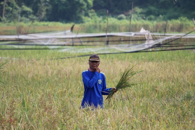 BPS Lampung: Harga GKP tingkat petani Rp6.187 per kilogram 