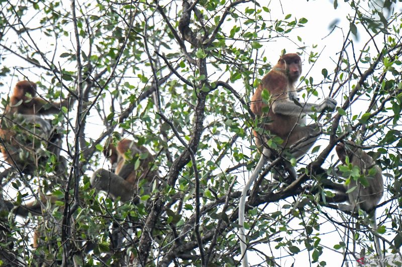 BRIN gaet Taman Safari Bogor dalam riset identifikasi patogen bekantan