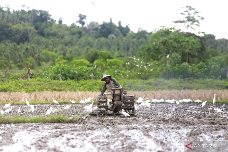 sektor-pertanian-menyerap-2979-persen-tenaga-kerja-di-gorontalo