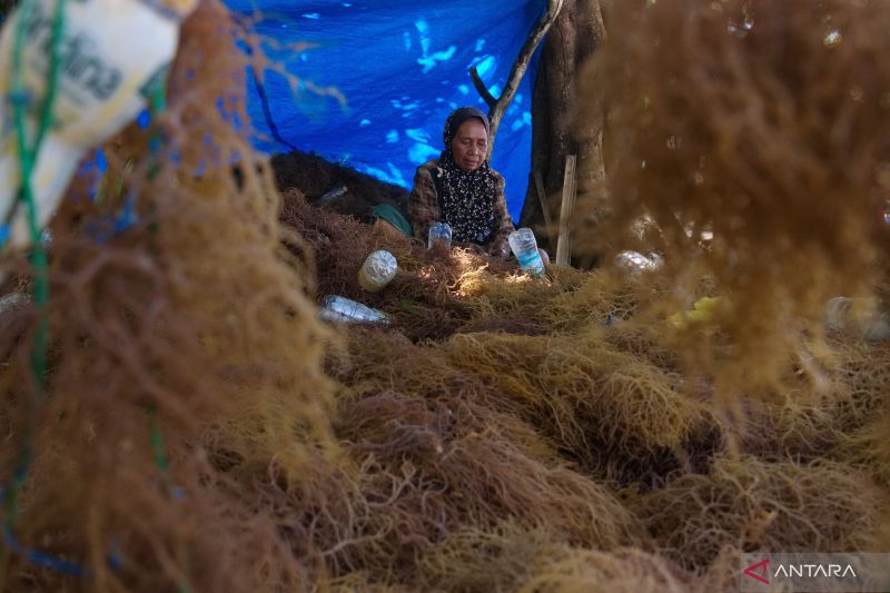 Harga rumput laut kering di Buton Tengah