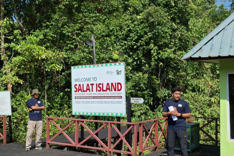 SSMS komitmen ESG melepasliarkan dua individu orangutan di Pulau Salat