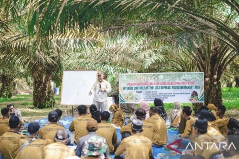 ptpn-iv-regional-iii-riau-rangkul-1584-petani-peroleh-sertifikat-rspo