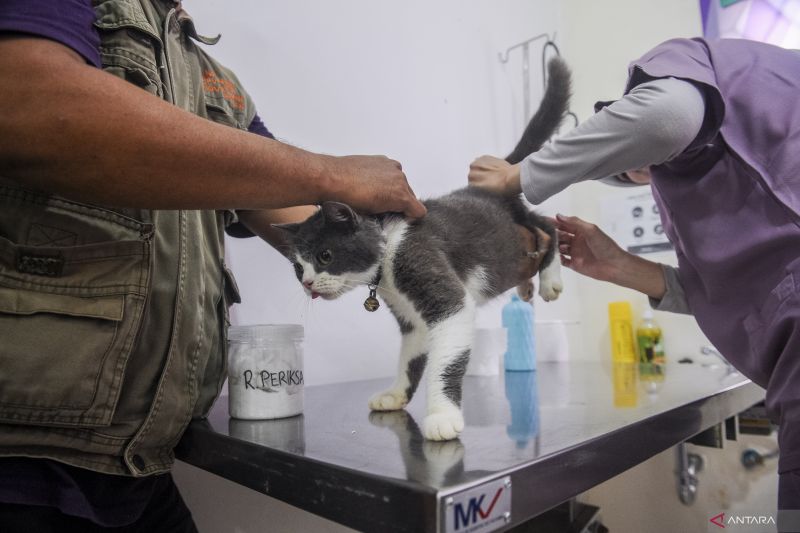 tanda-tanda-kucing-sakit-dan-butuh-pertolongan